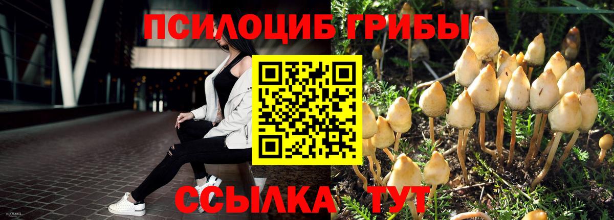 Галлюциногенные грибы Psilocybe  Вход с VPN  Новокузнецк 